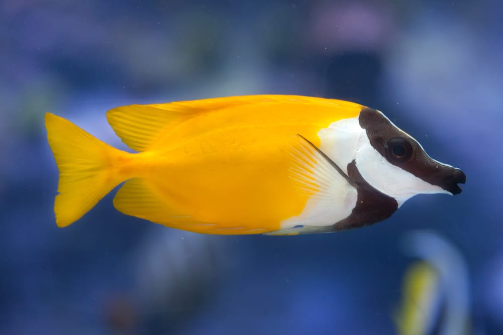 FishLand Fox Face Rabbitfish Siganus Vulpinus