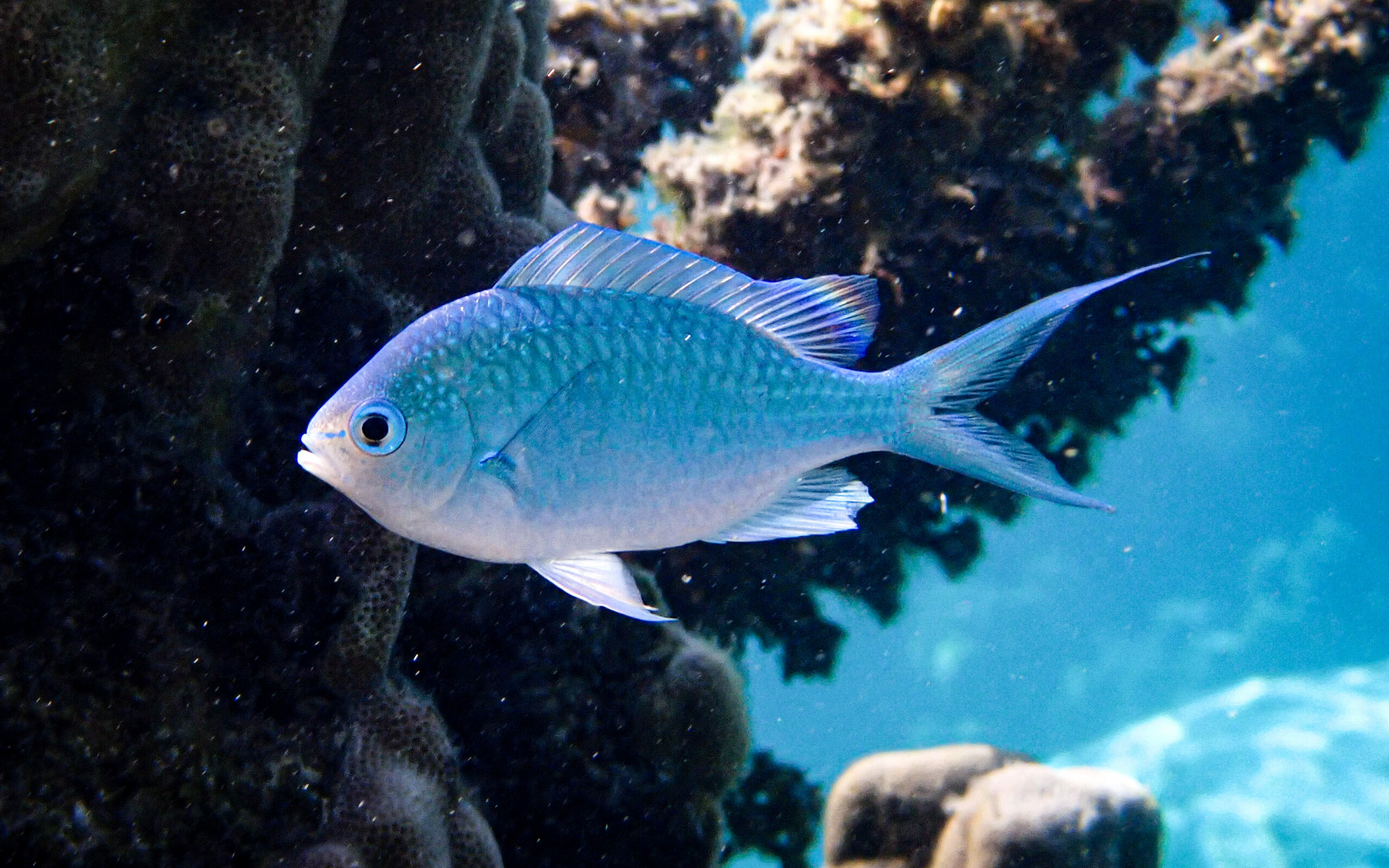FishLand Chromis Viridis