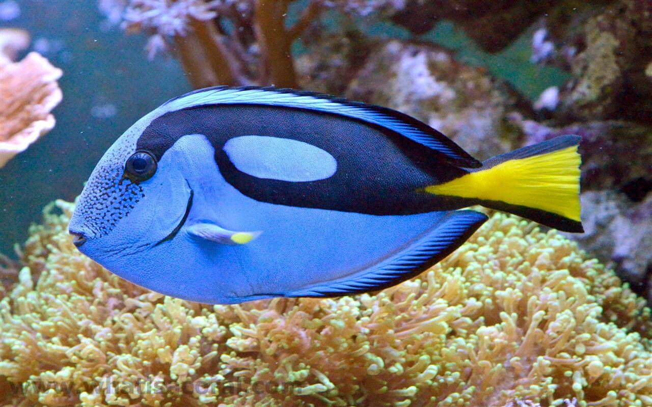 FishLand Blue Tang Paracanthurus Hepatus