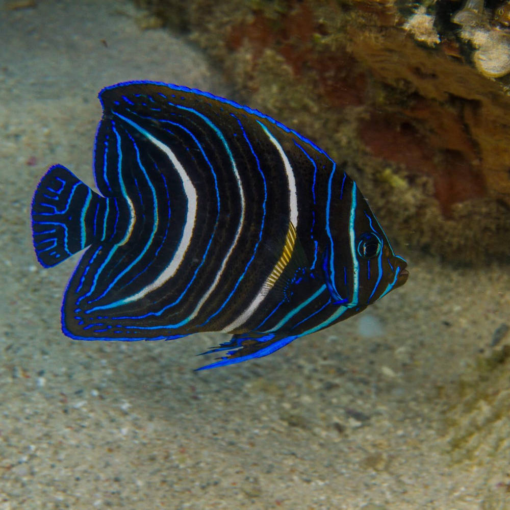FishLand Blue Gridled Majestic Angel Fish. Pomacanthus Navarchus