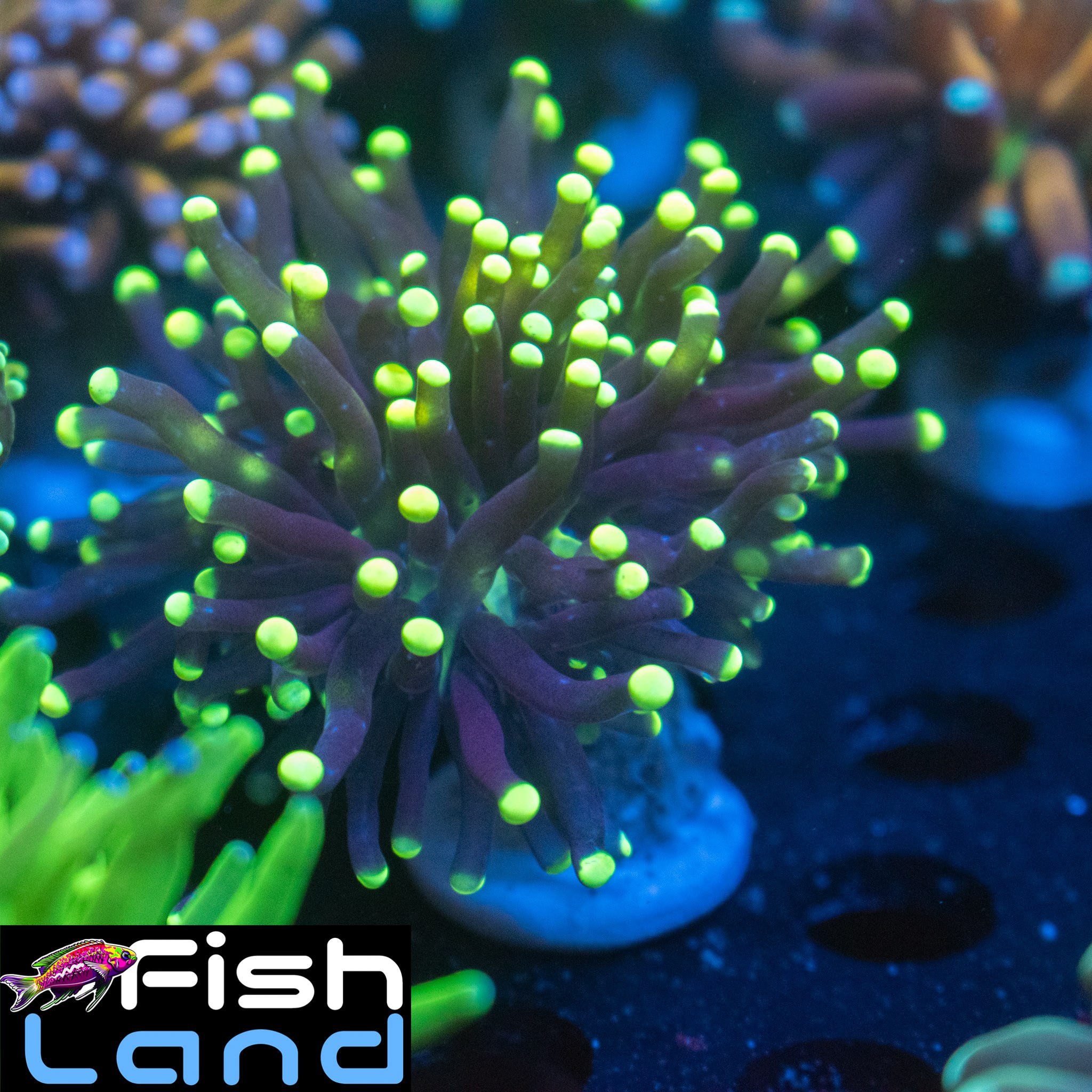 Black Torch Green Tips