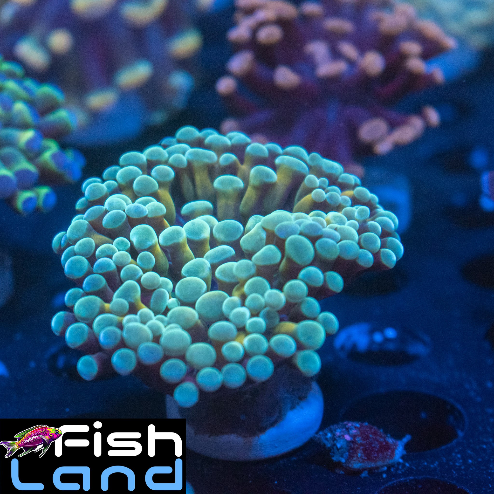 Ice Comet Hybrid A Grade