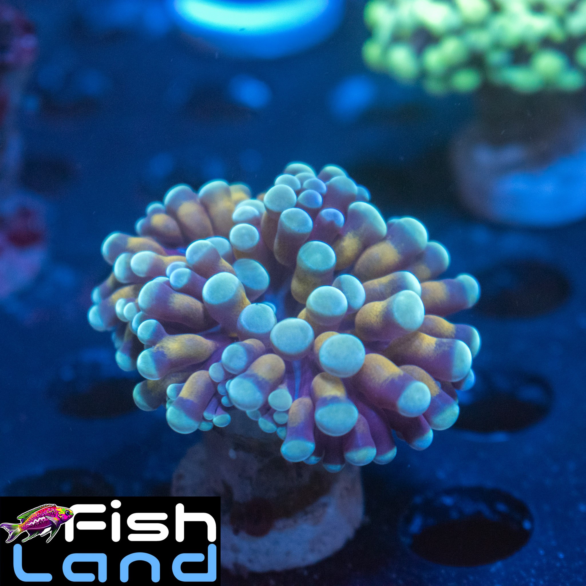 Holy Grail Hybrid B Grade