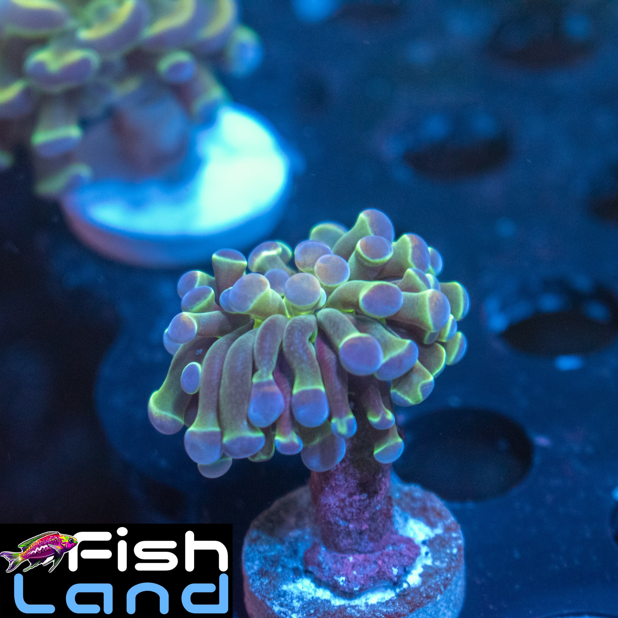 Strawberry Storm Paraancora B Grade