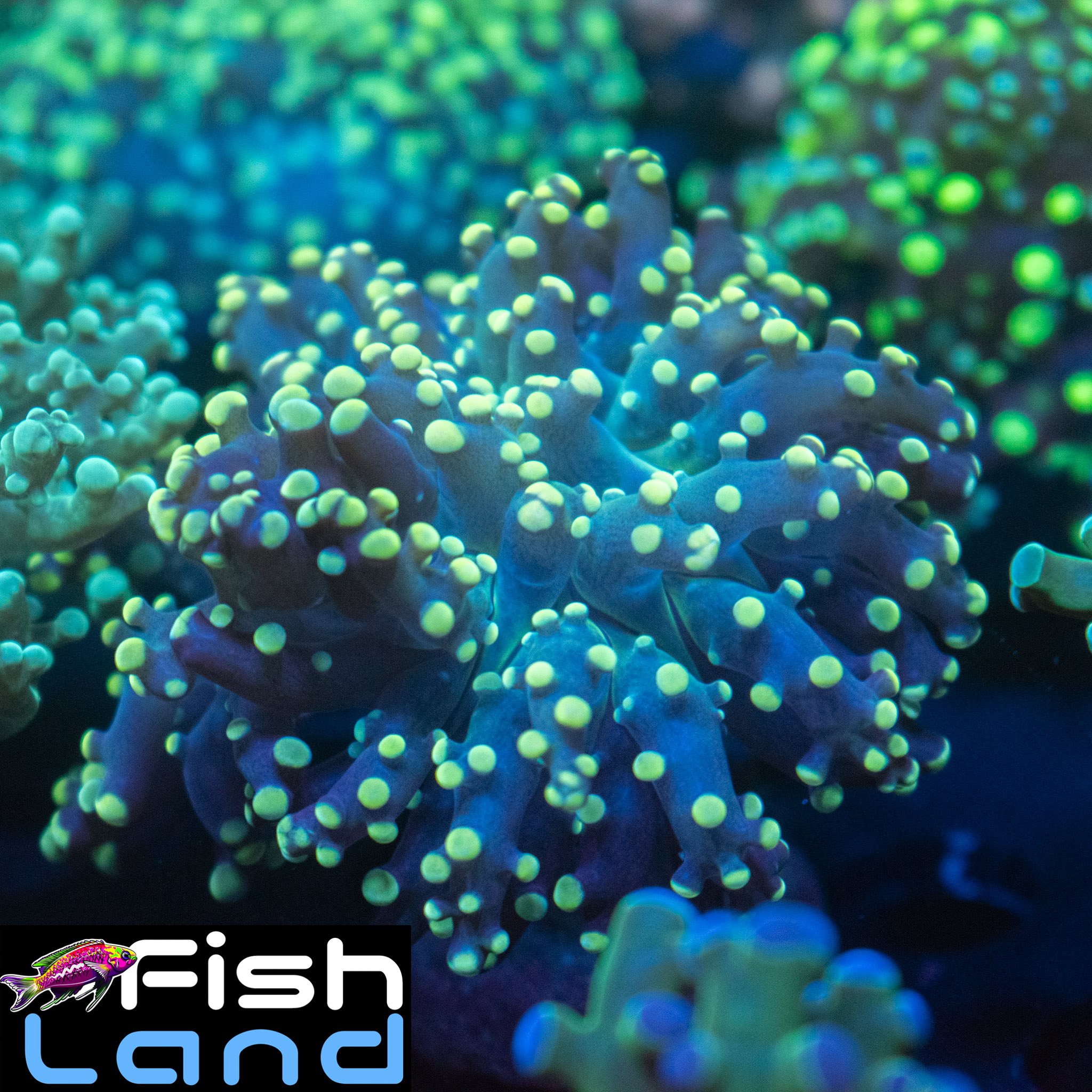 Yellow Octopus Frogspawn B Grade