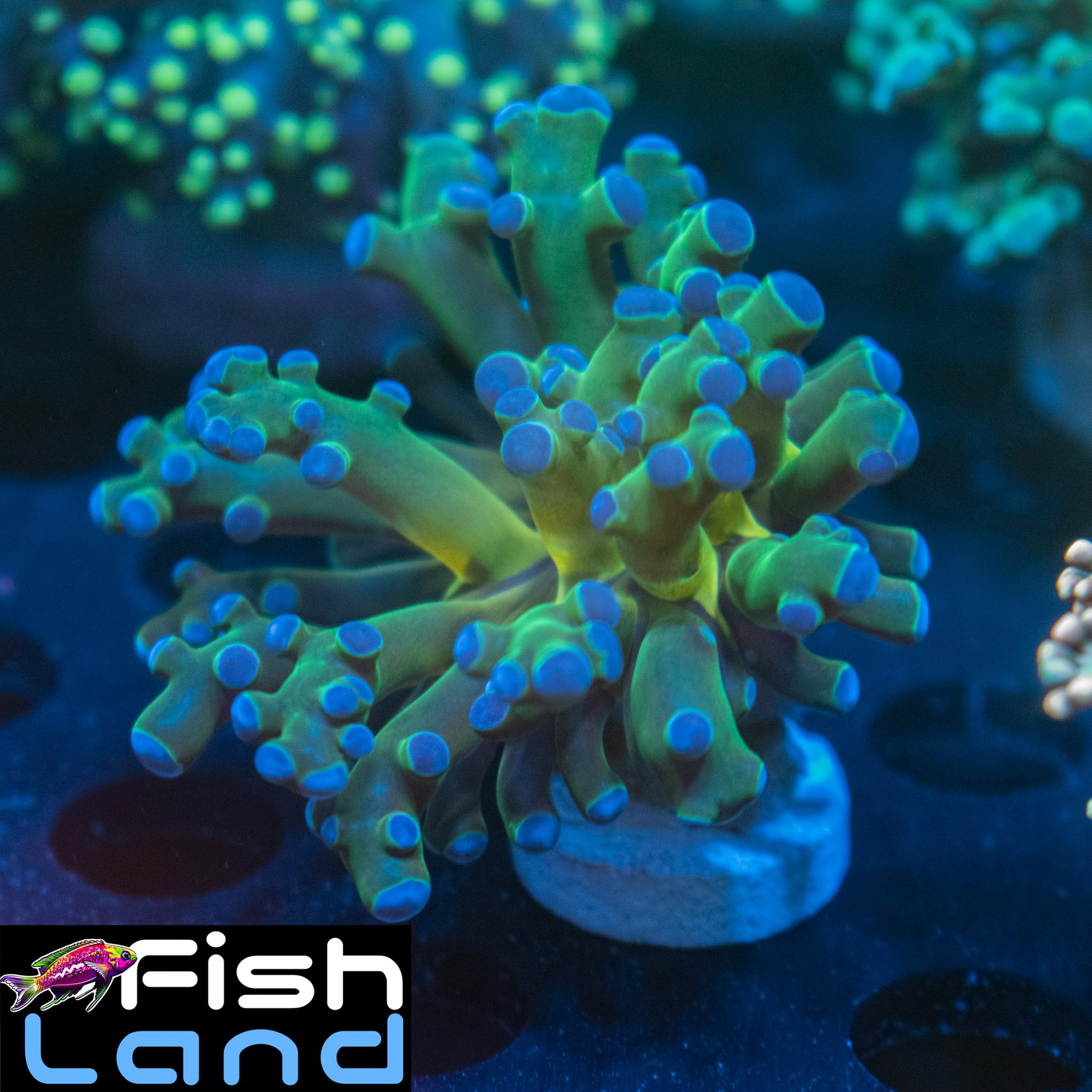 Orange Sun Frogspawn