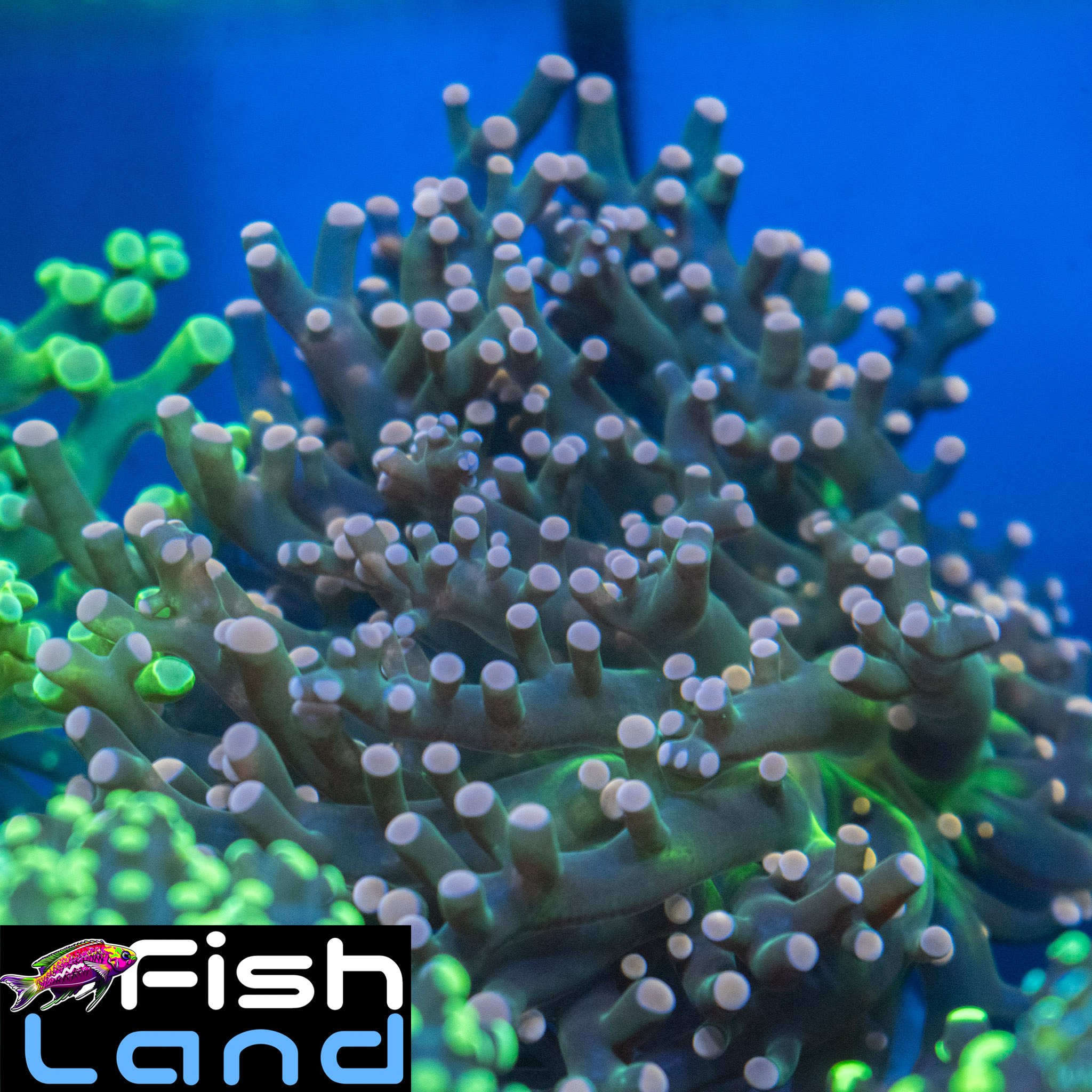 Cherry Tree Frogspawn