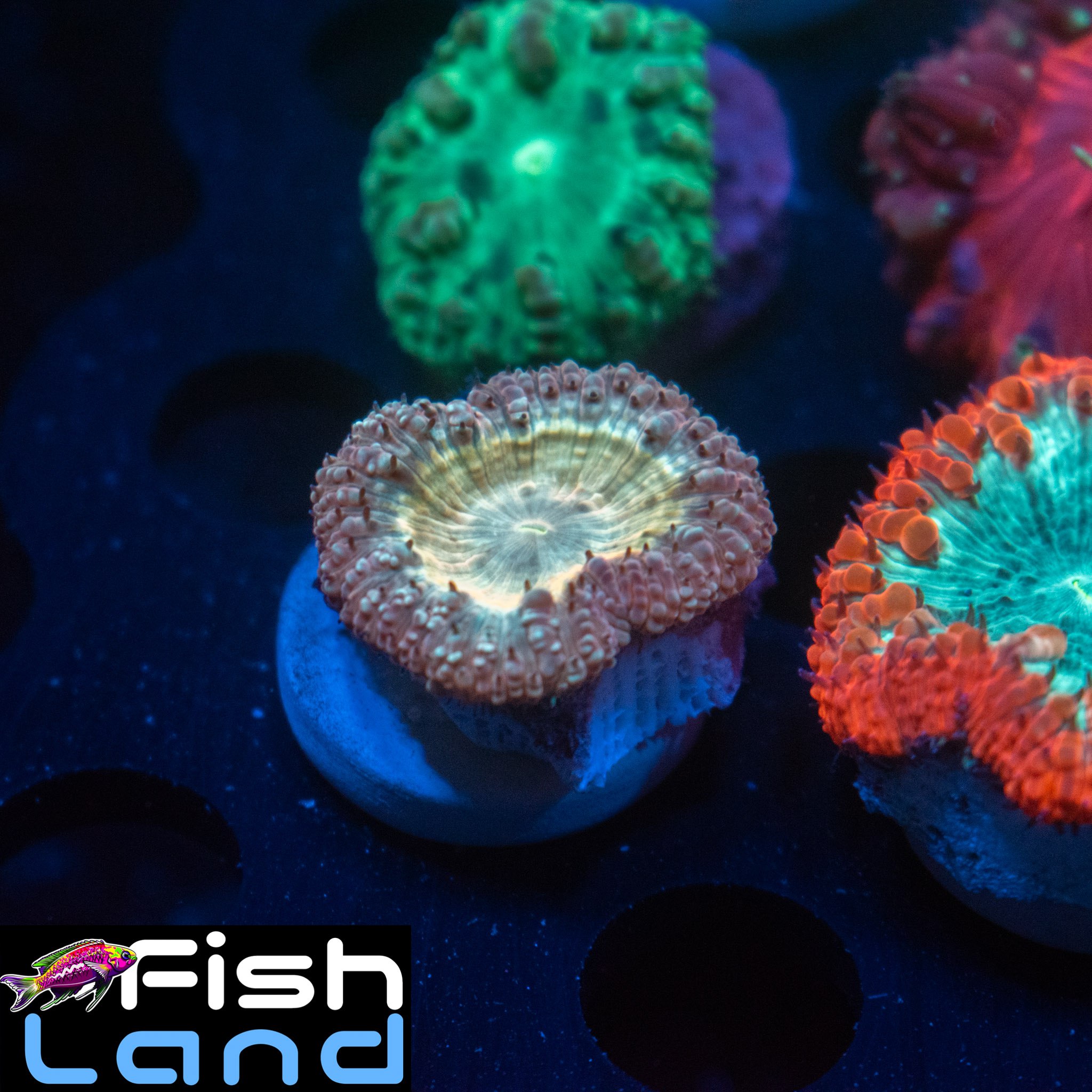 Magic Locket Blastomussa