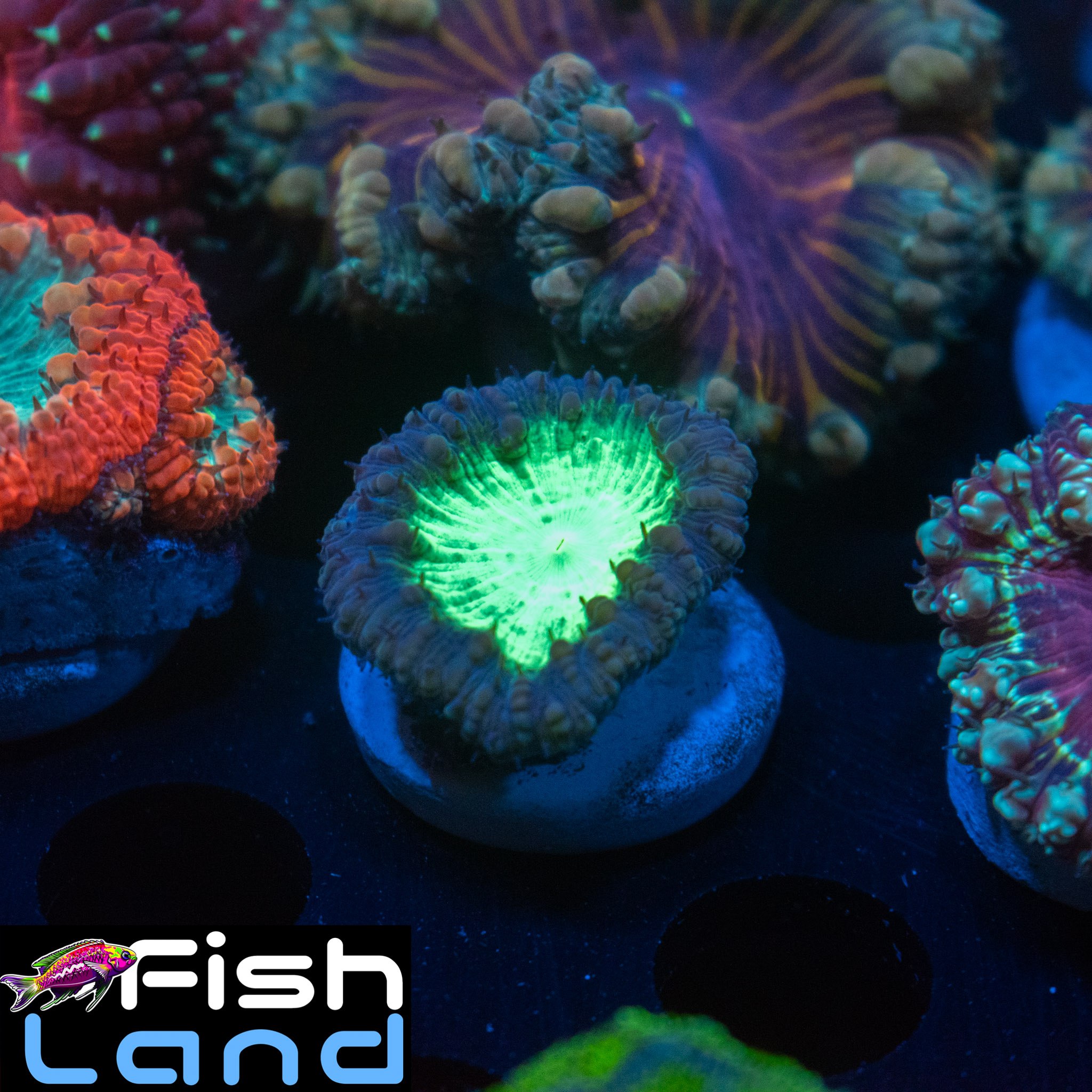 Blue Moon Blastomussa