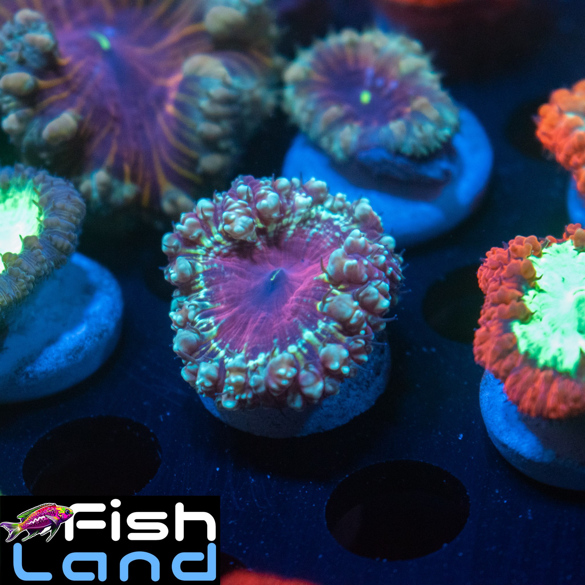 Electrical Discharge Blastomussa