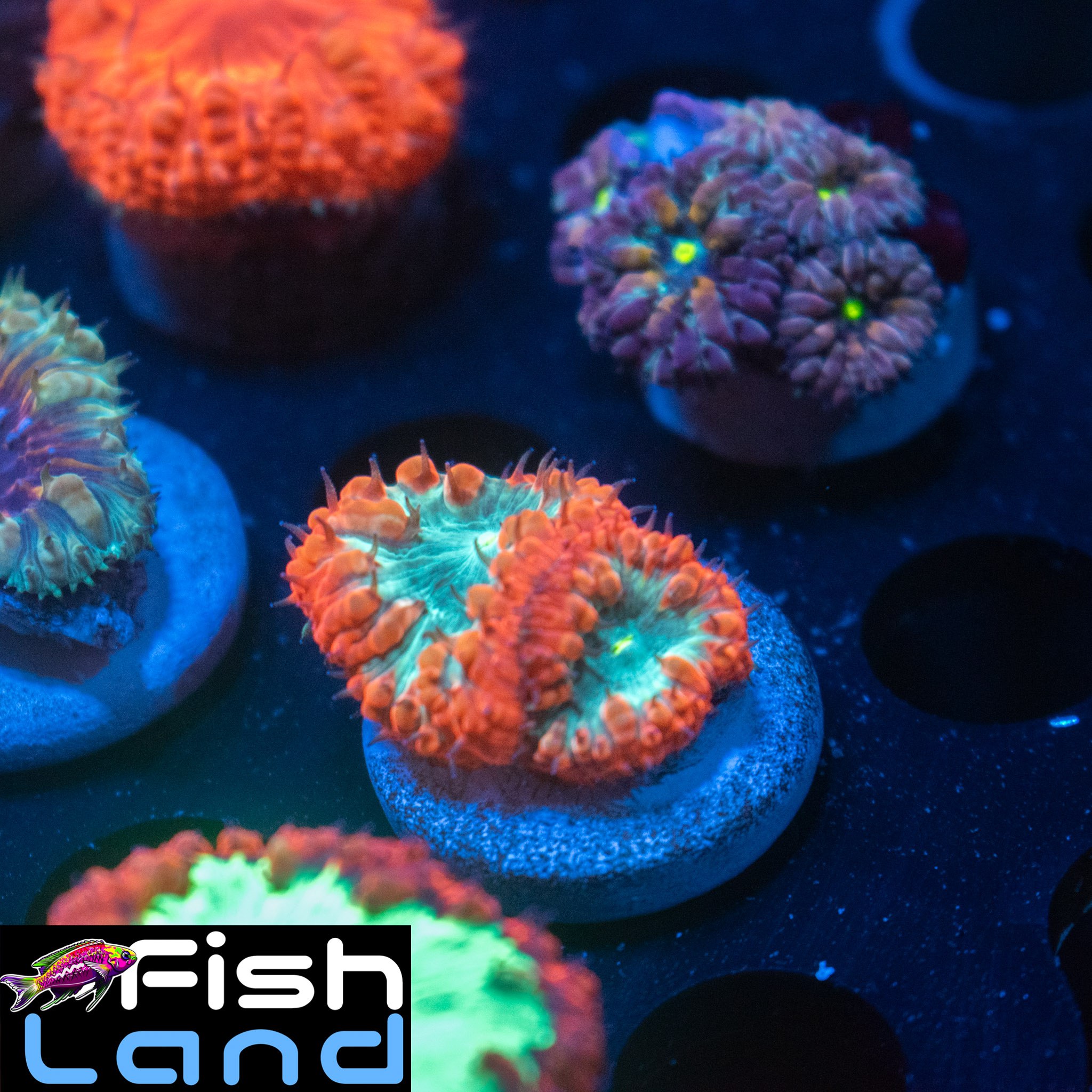 Flaming Hole Blastomussa