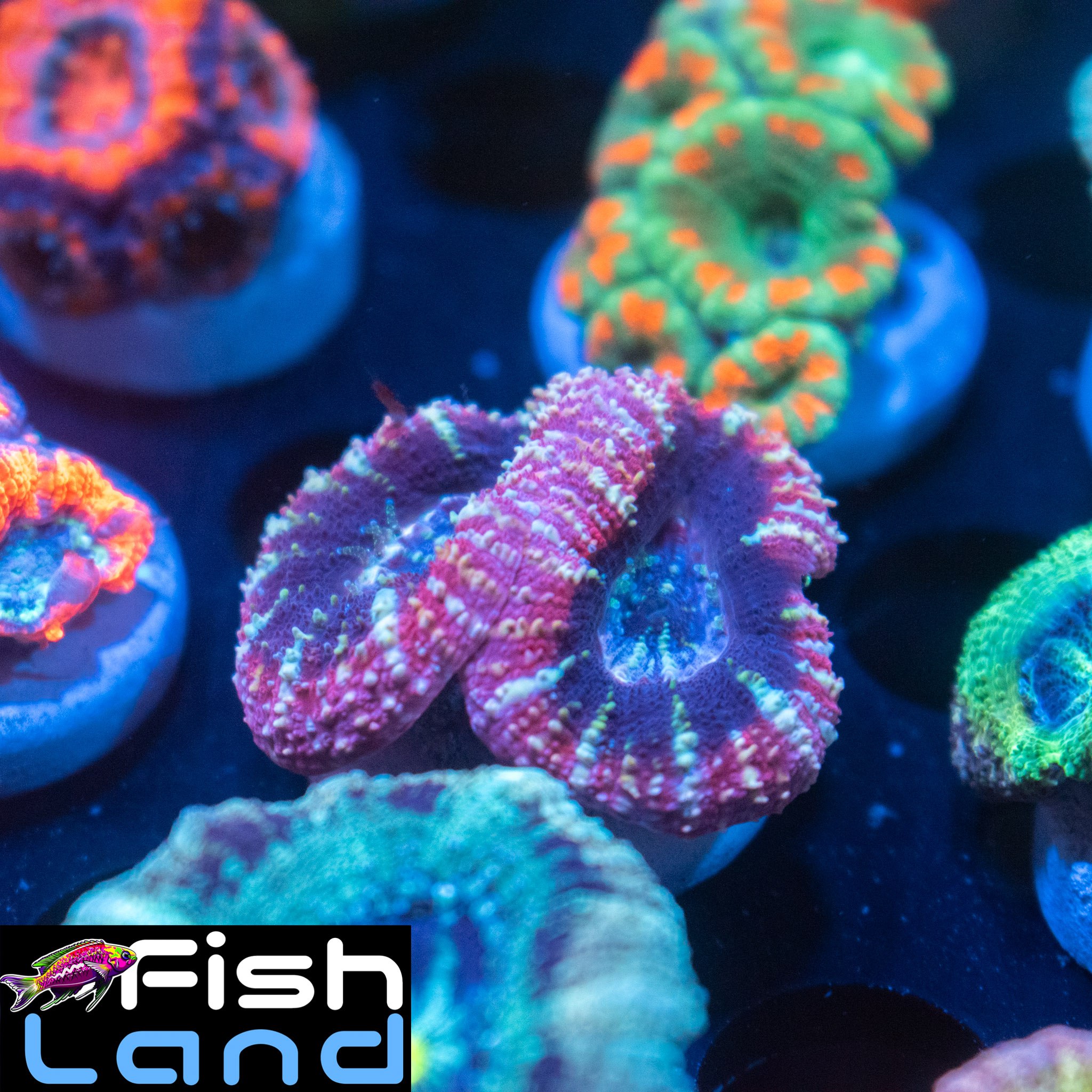 Dark Willow Micromussa