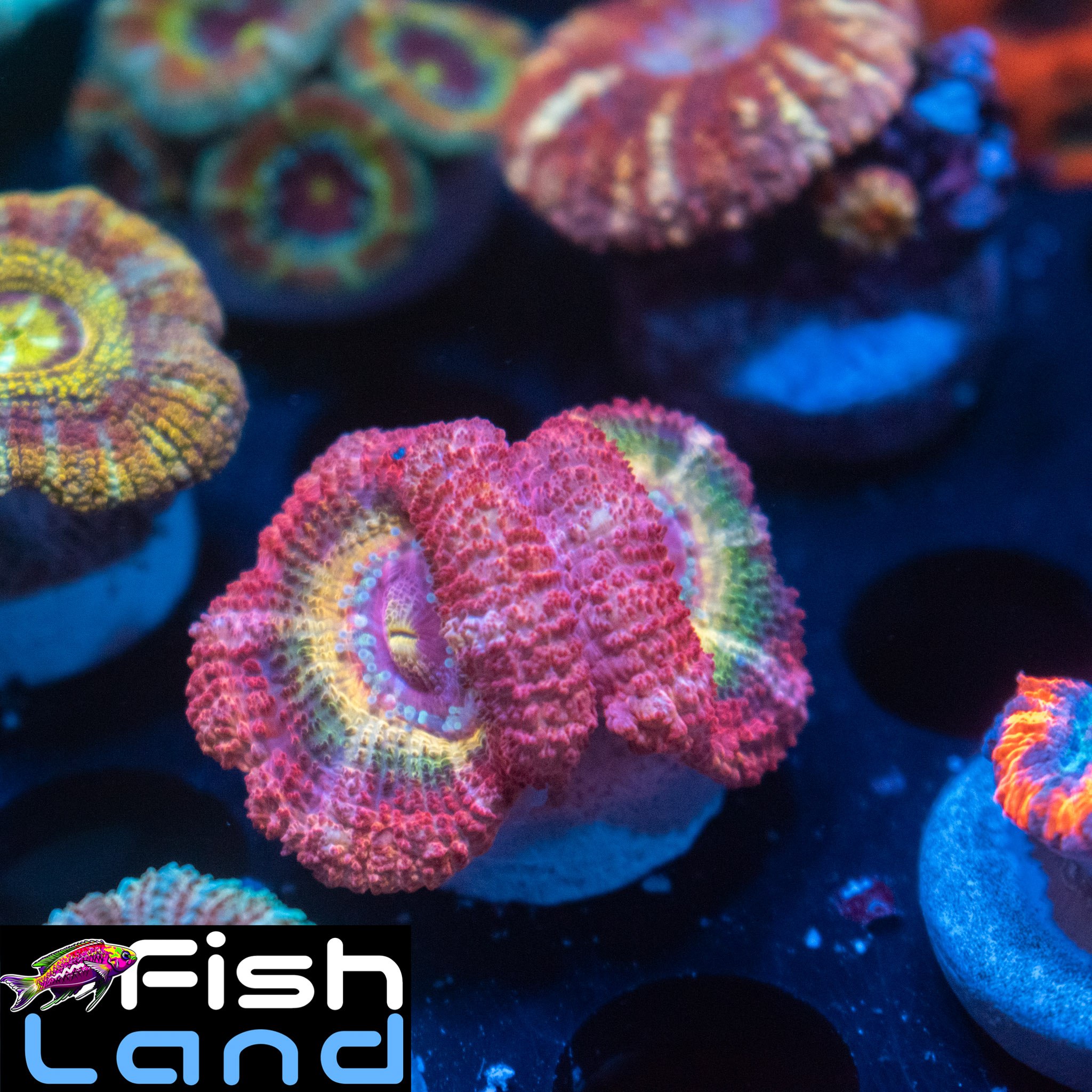 Rainbow Dragon Micromussa