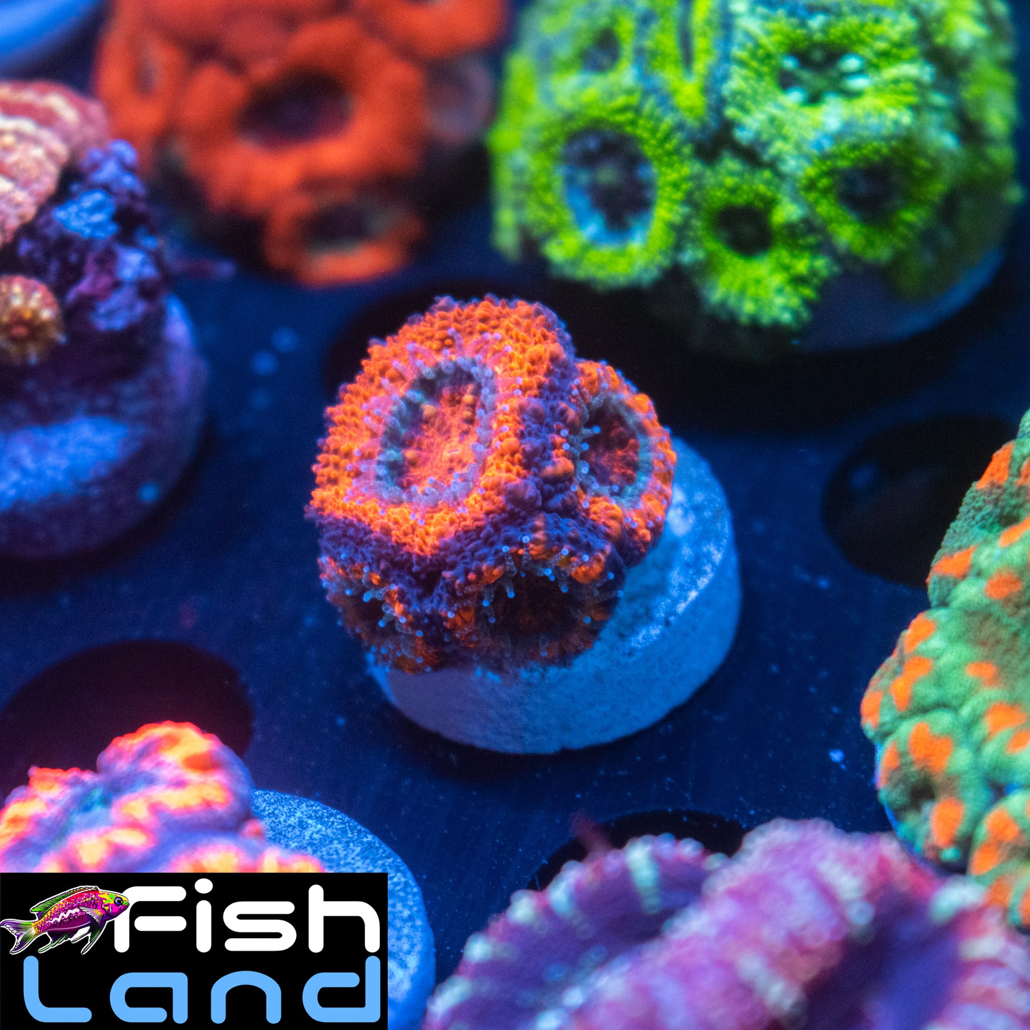 Blood Cherry Micromussa