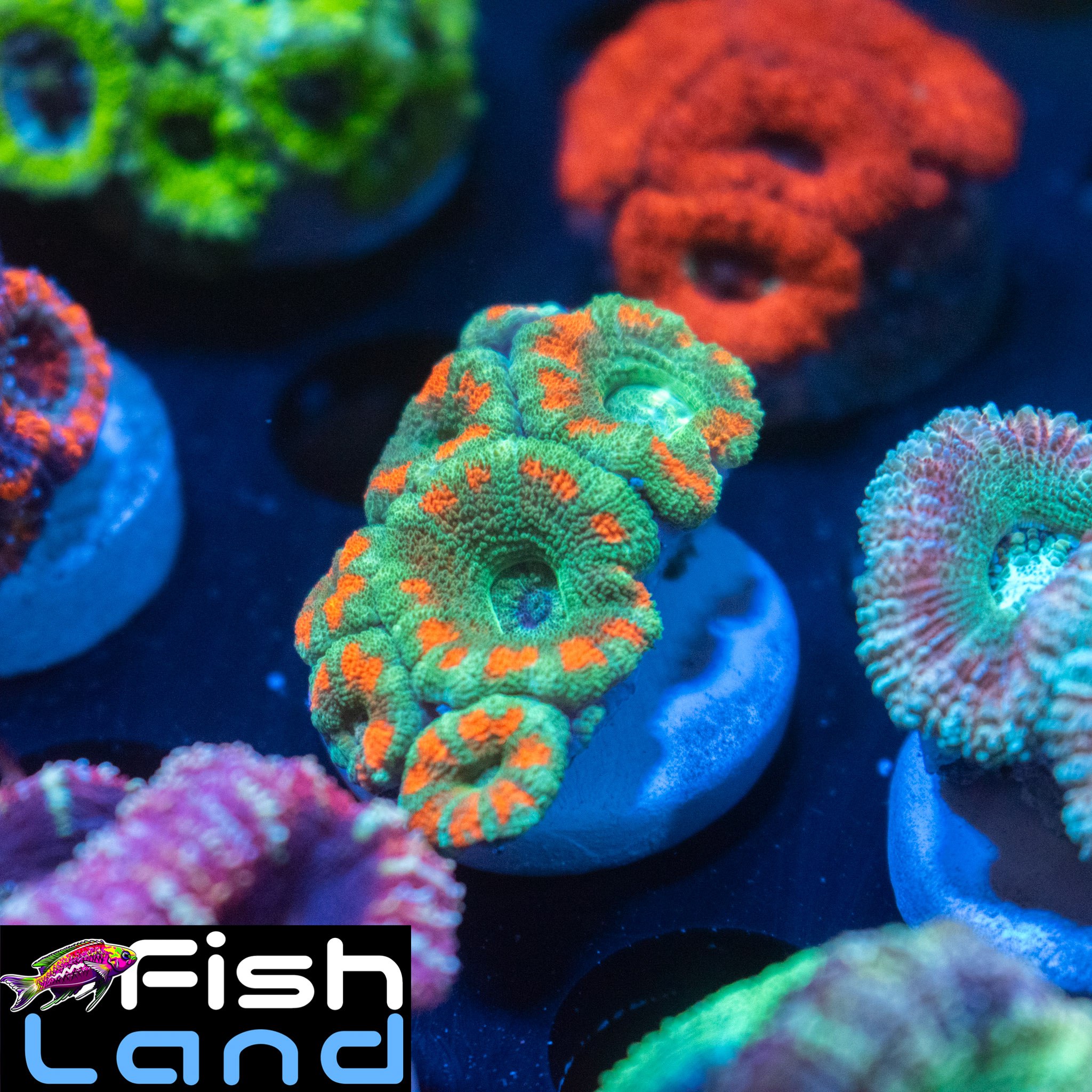 Emerald Citi Micromussa