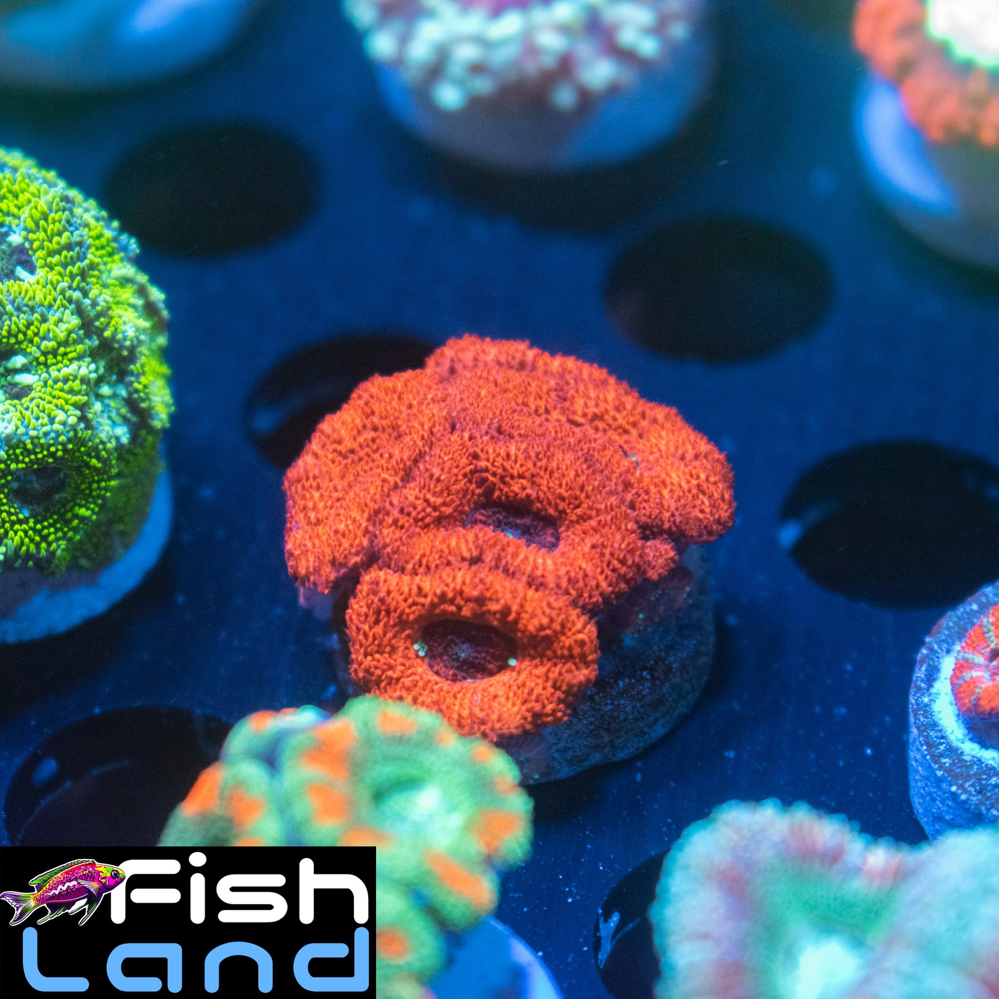 Raspberry Sun Micromussa