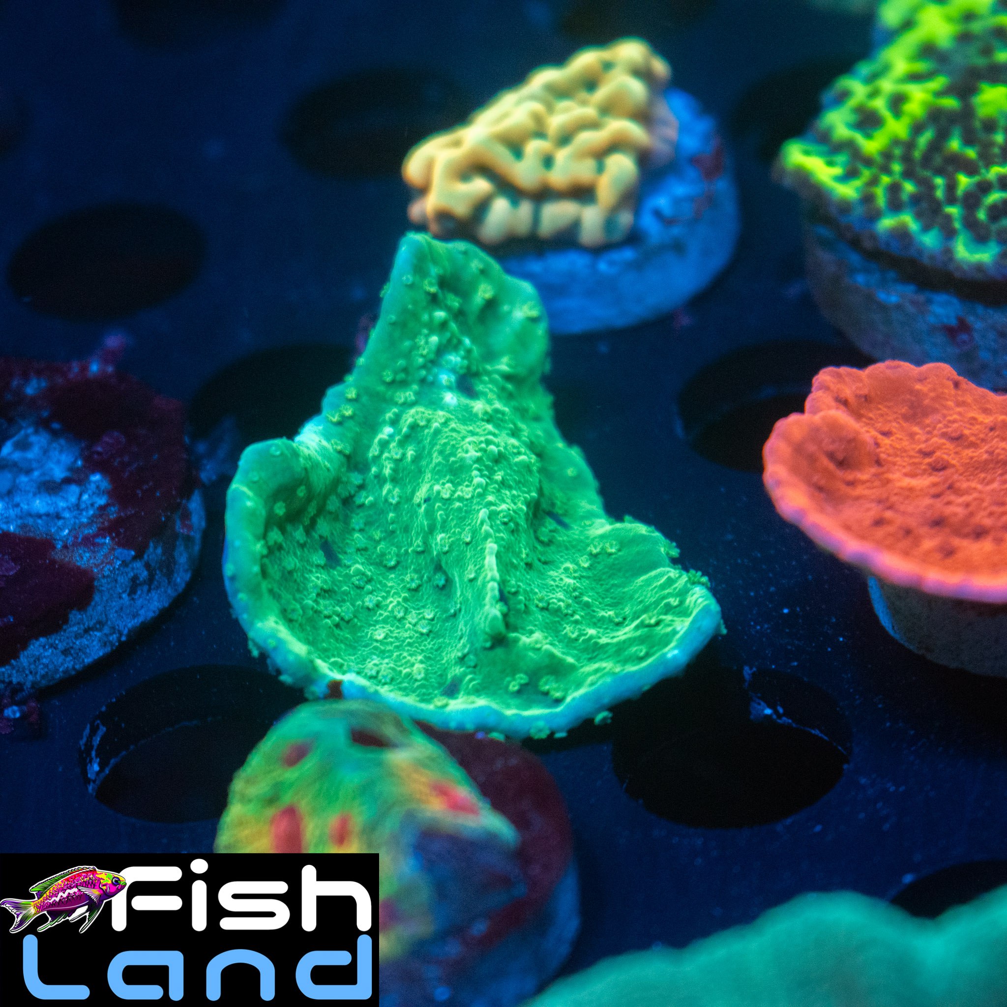 Toxic Green Montipora