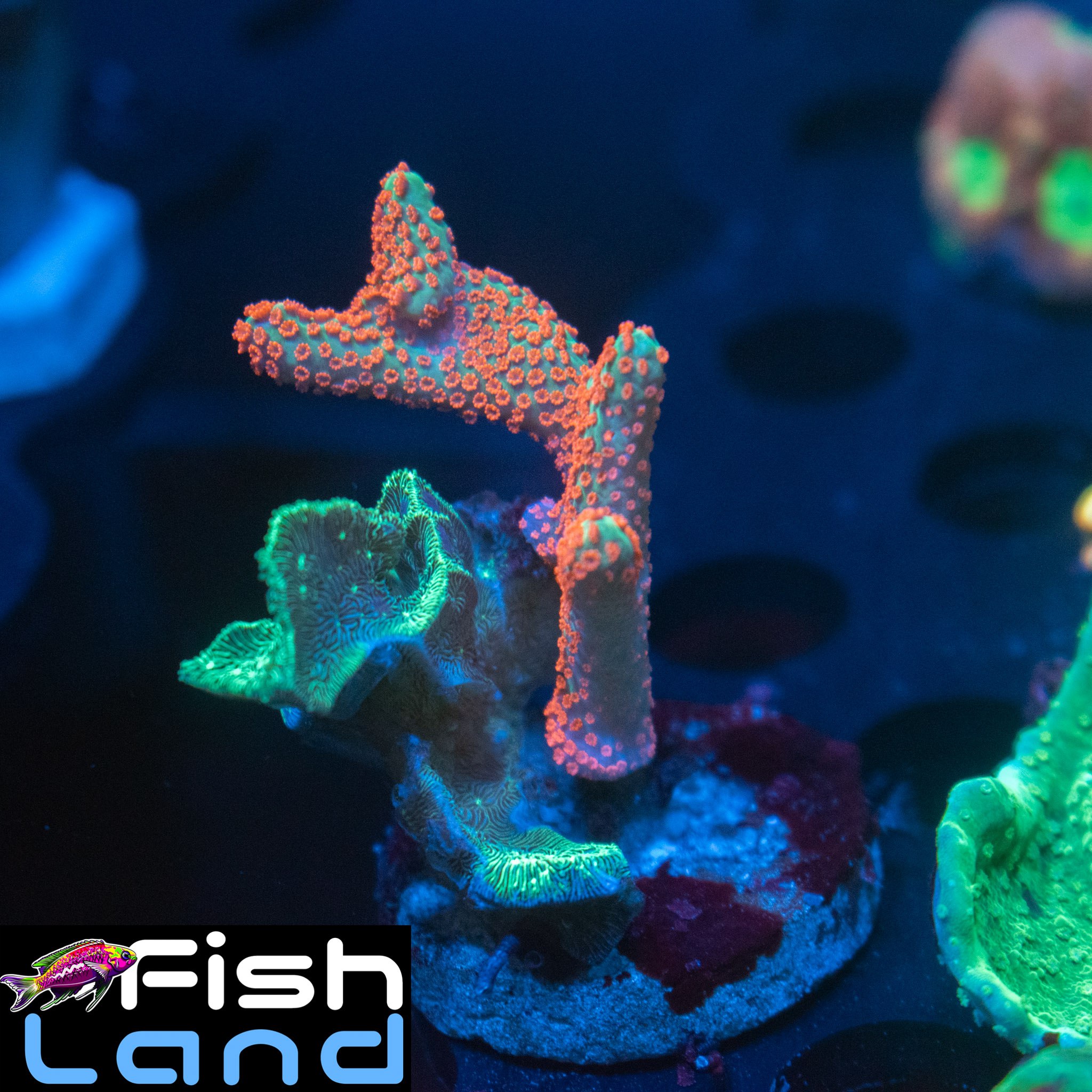 Bubble Gum Montipora