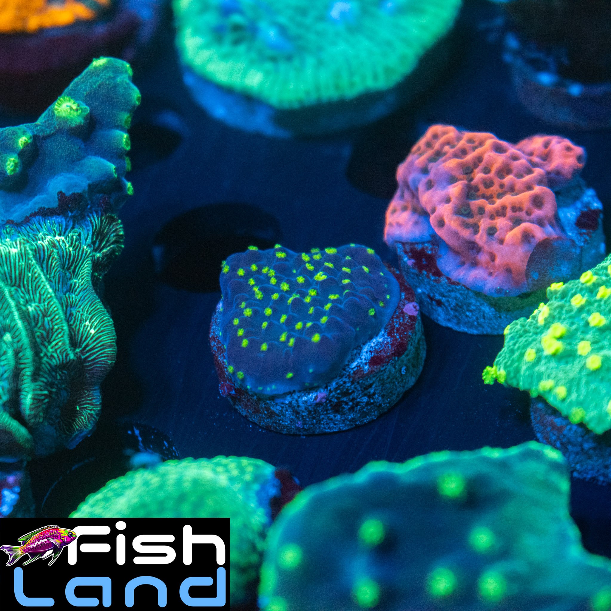 Garf Bonsai Acropora