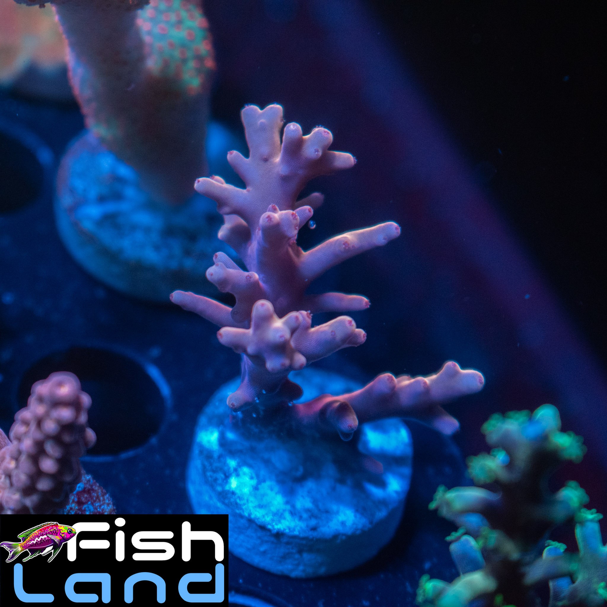 Pink Acropora