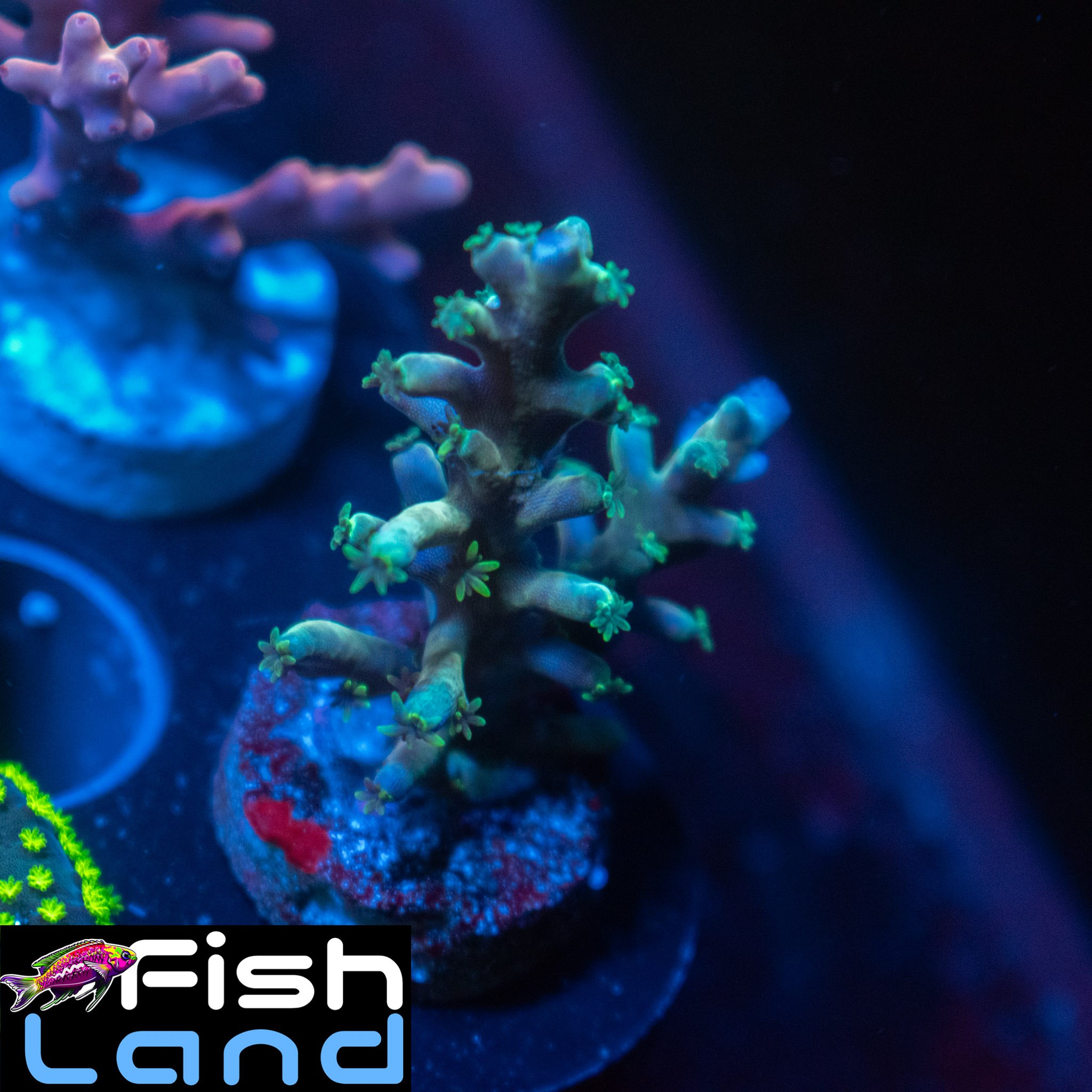 Peach Acropora