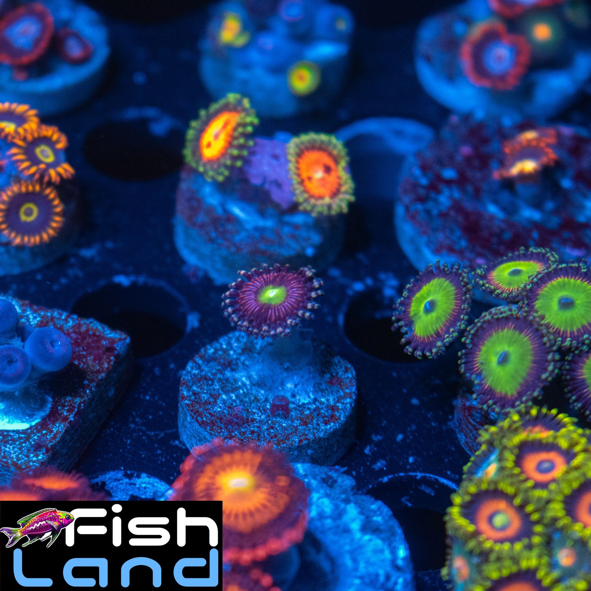 Viper Zoa