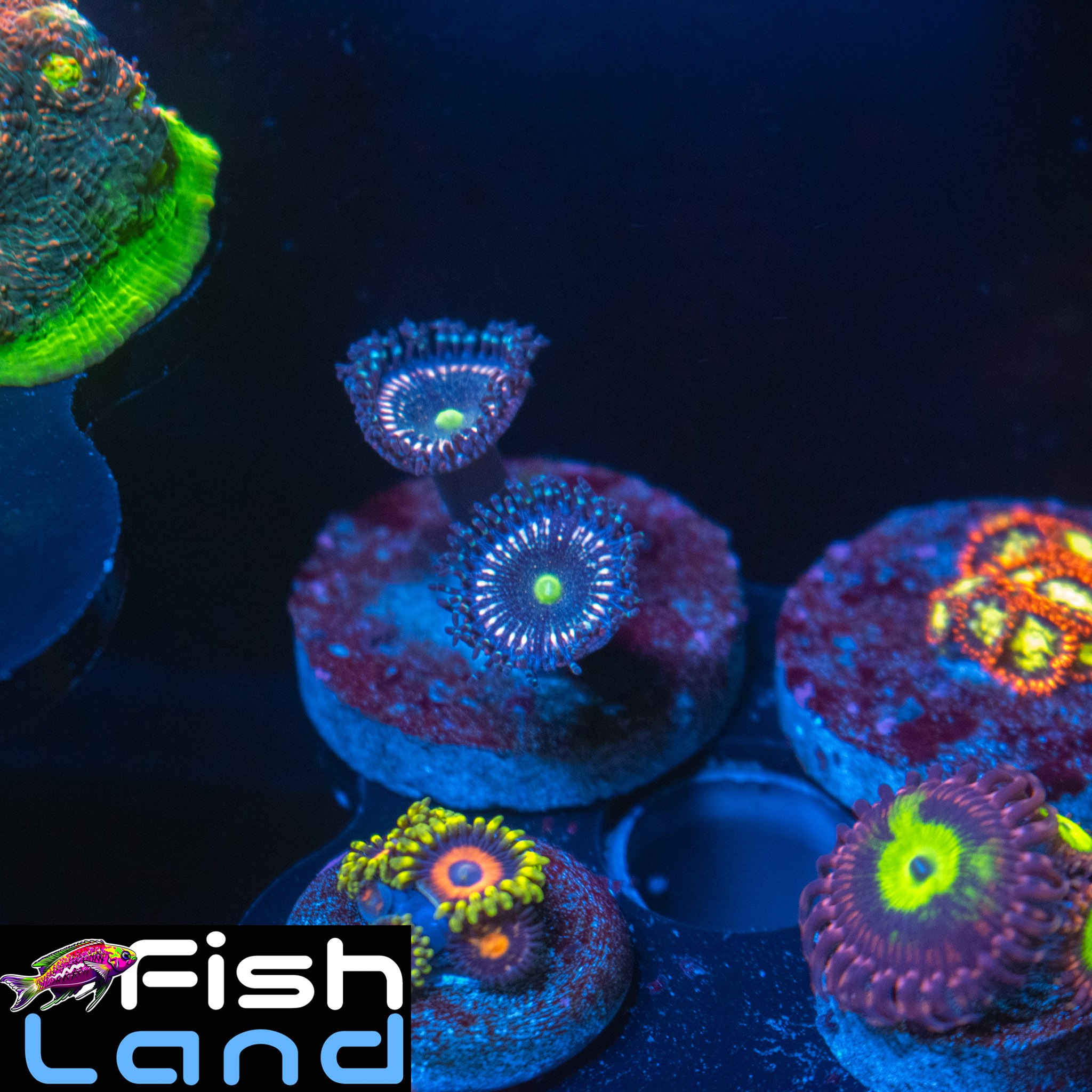 Pink Zipper Zoa