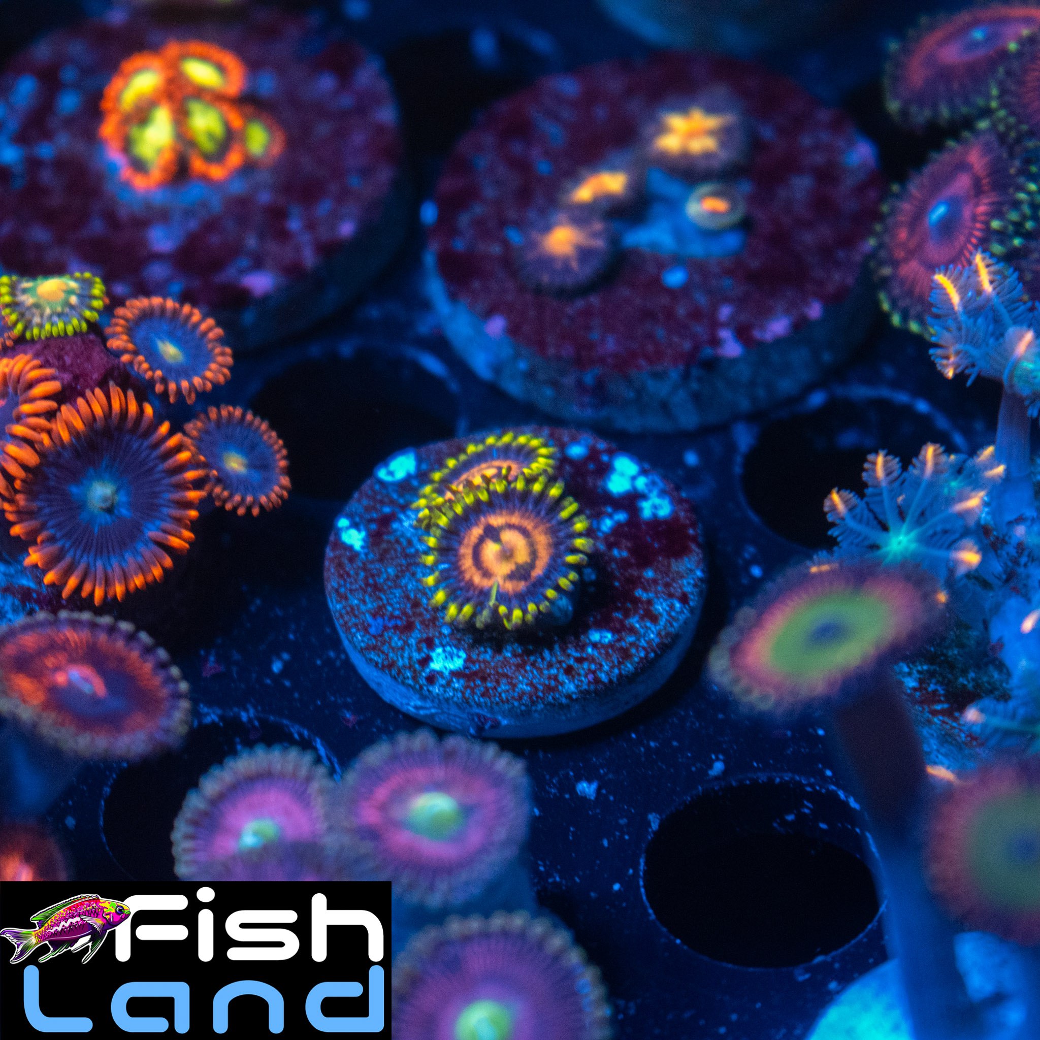 Treasure Island Zoa