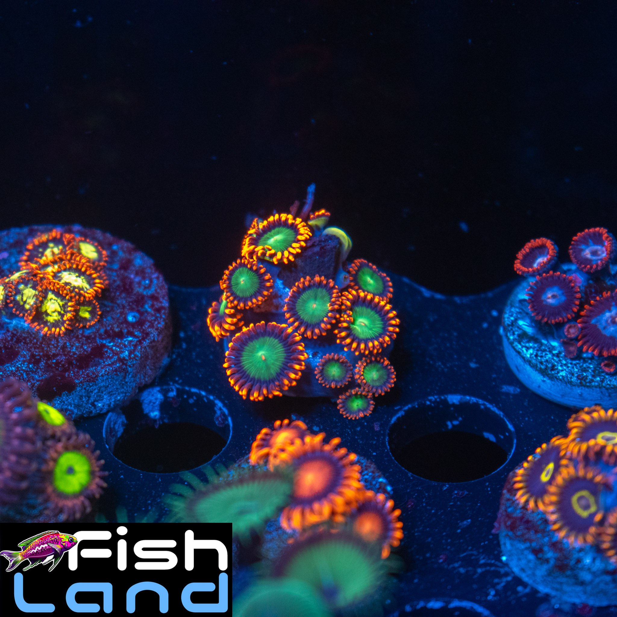 Goblin Fire Zoa