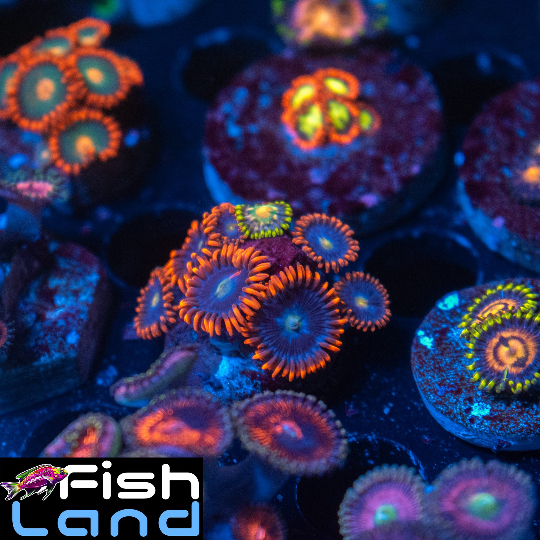 Fire Dragon Zoa
