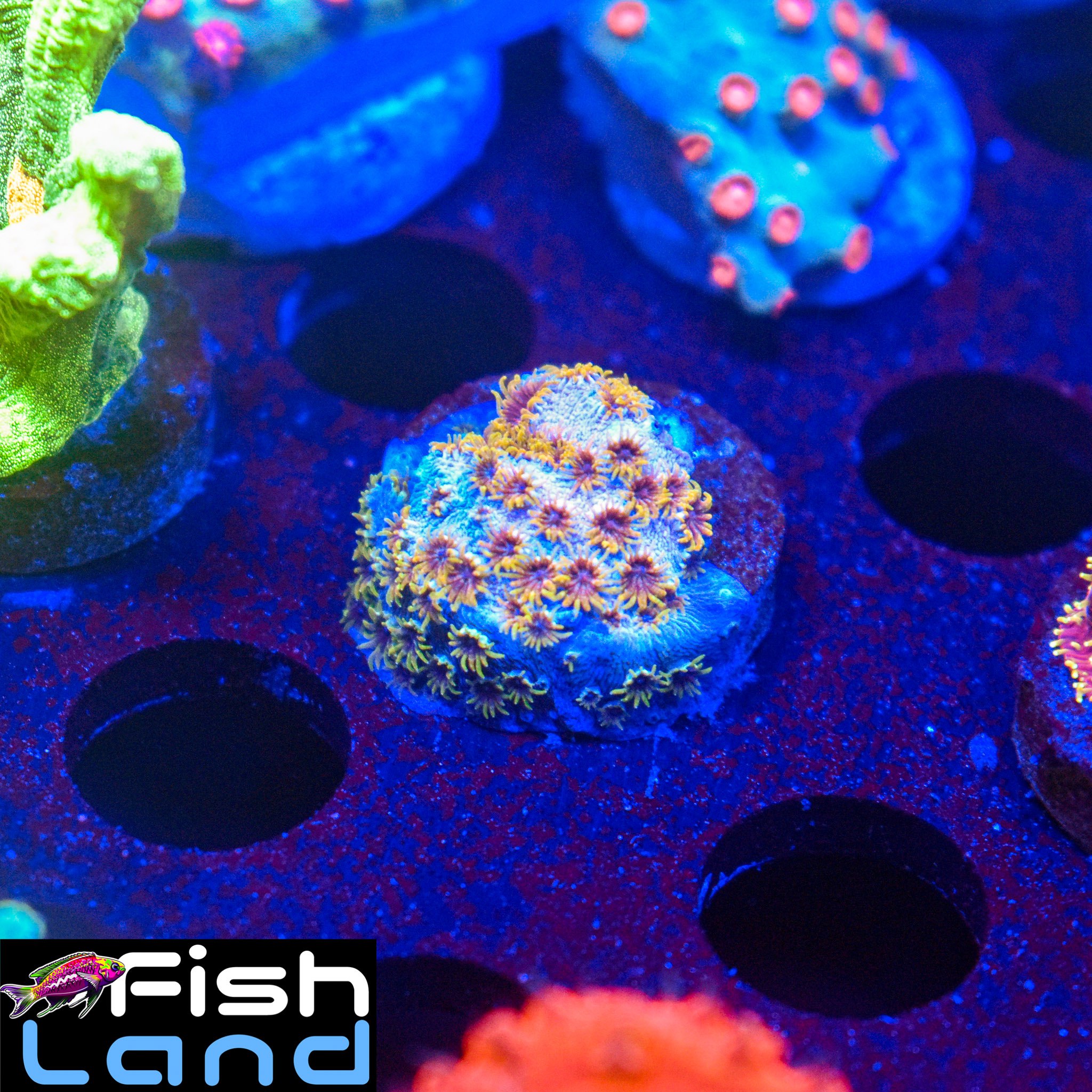 Grapes Of Wrath Cyphastrea