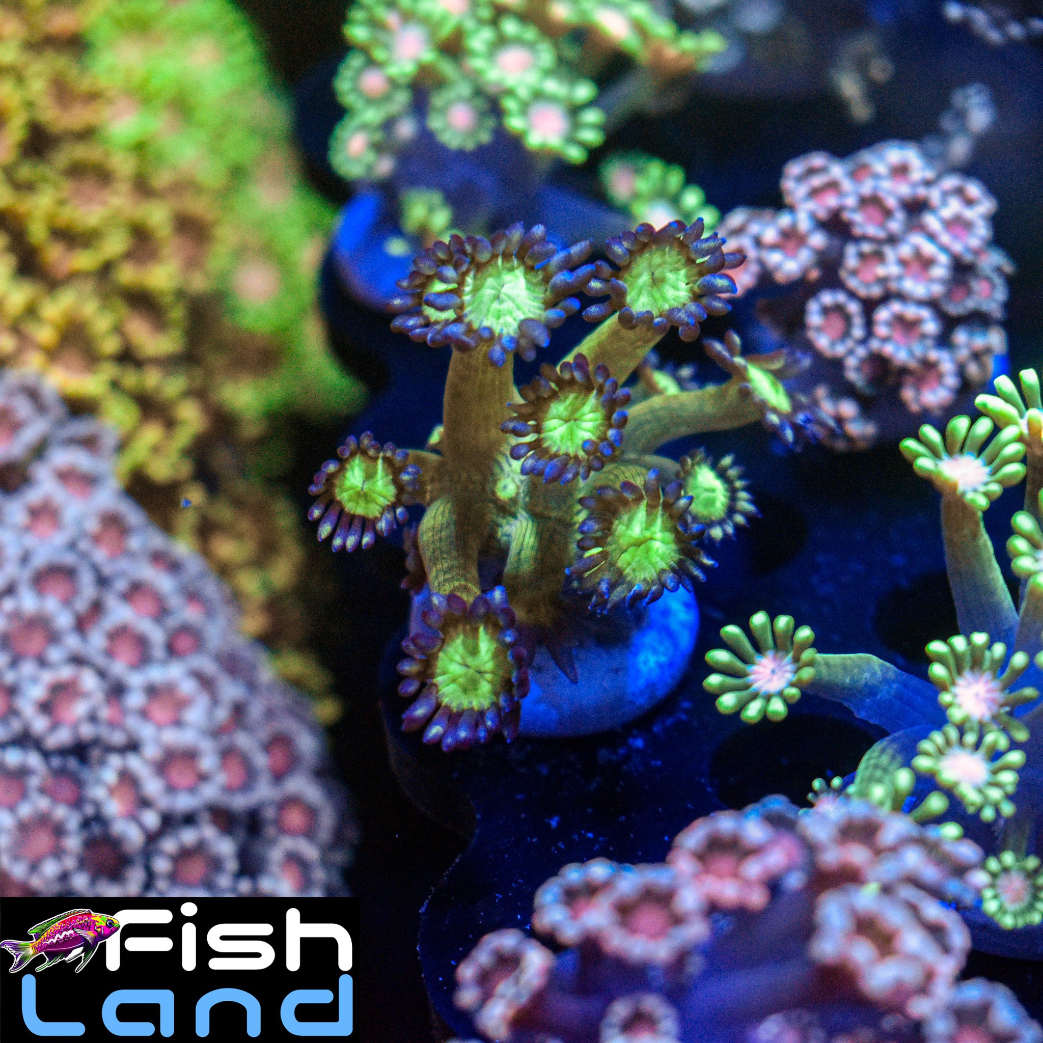 Green Moon Goniopora