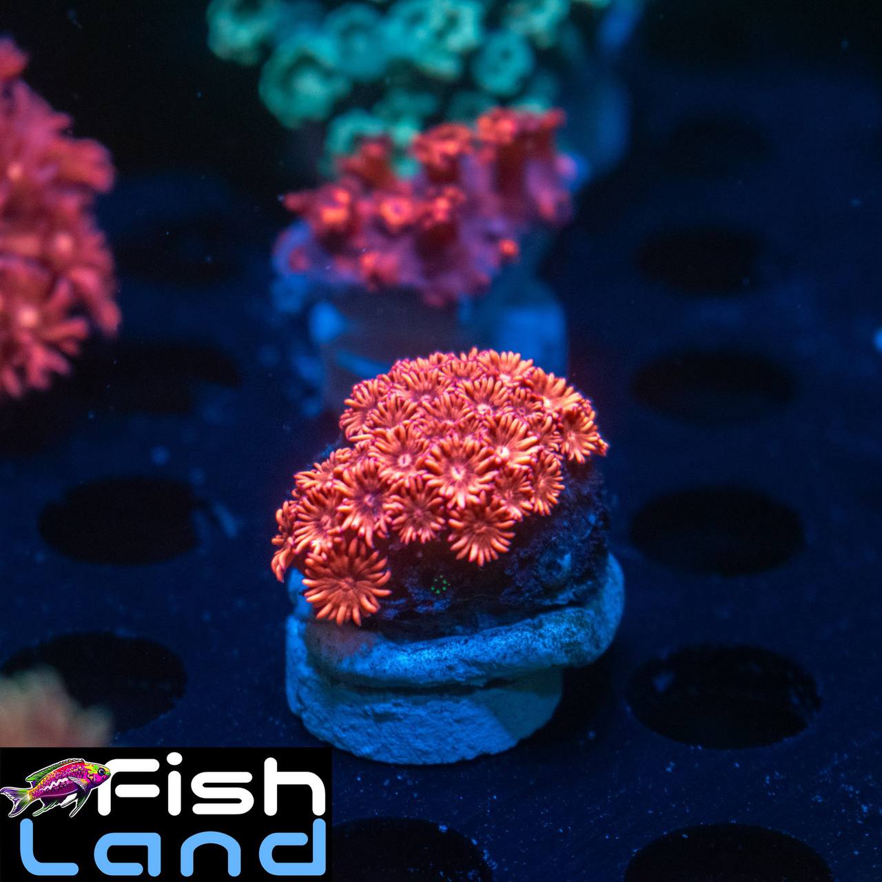 Ultra Coral Goniıopora