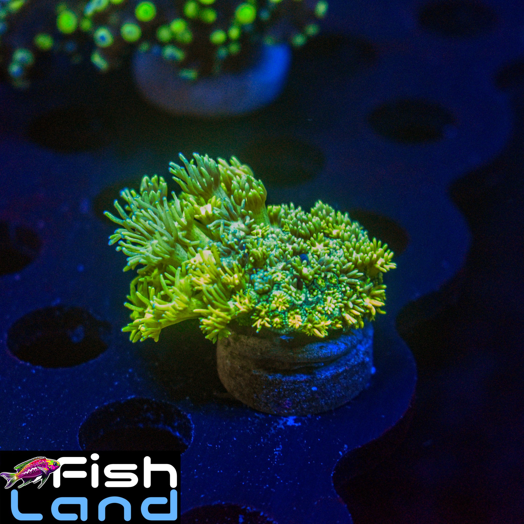 Ultra Green Goniopora