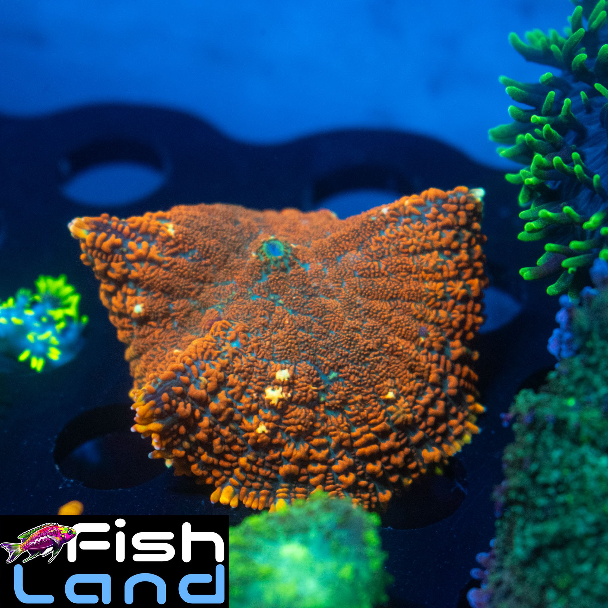 Burning Sea Rhodactis