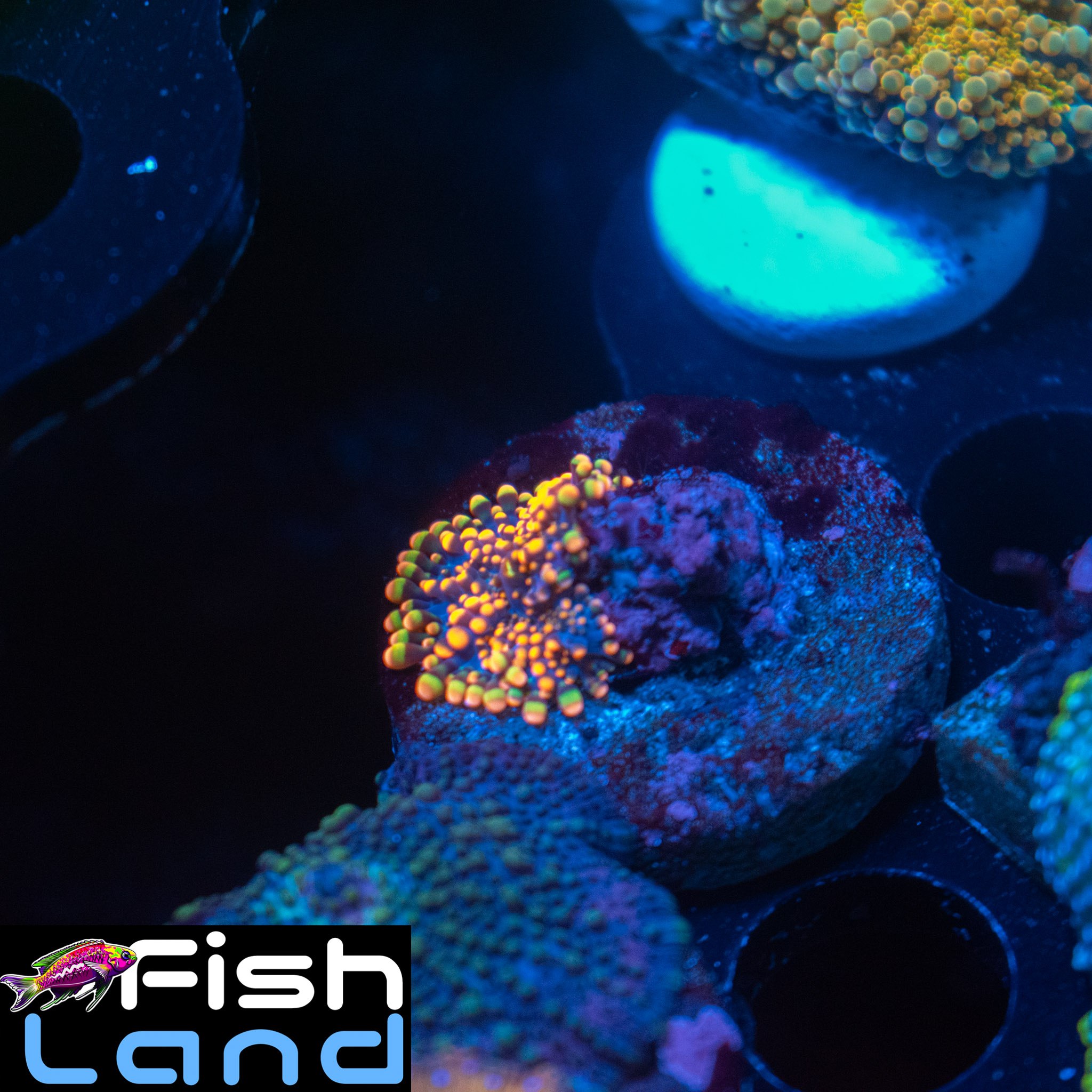 Burning Sea Rhodactis