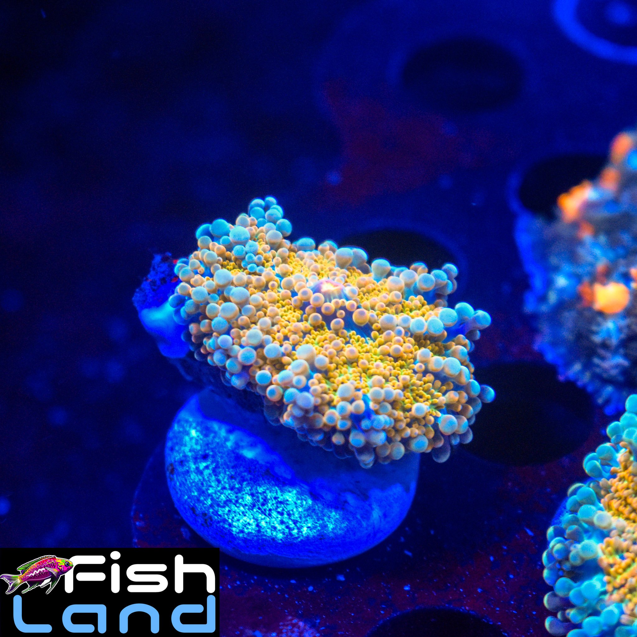 Burning Sea Rhodactis